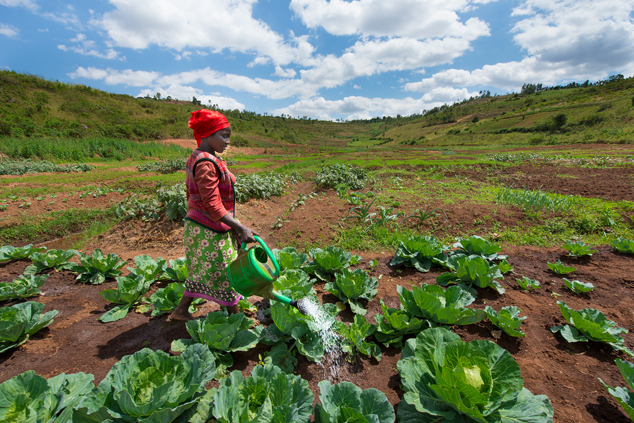 Miragire is a member of an agricultural cooperative in Kayonza, Rwanda