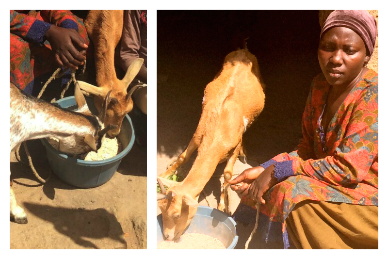 Women are raising goats and building a better life