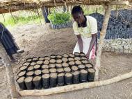 tree farms South Sudan