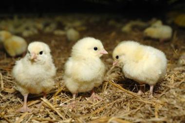 Gifts that Give Back- 3 Baby Chicks