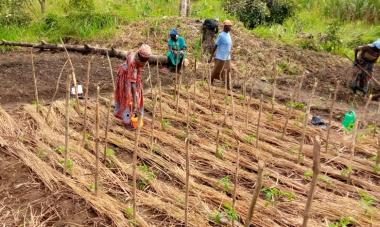 tree farms South Sudan