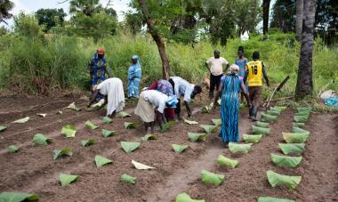 tree farms South Sudan