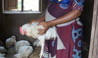 Woman holding chickens 