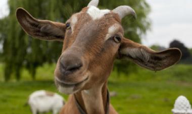 close up of goat