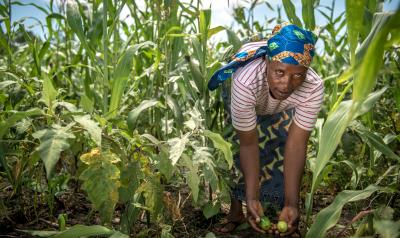 DRC - woman leaning over in field 