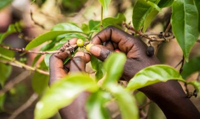 Sustainable Harvest